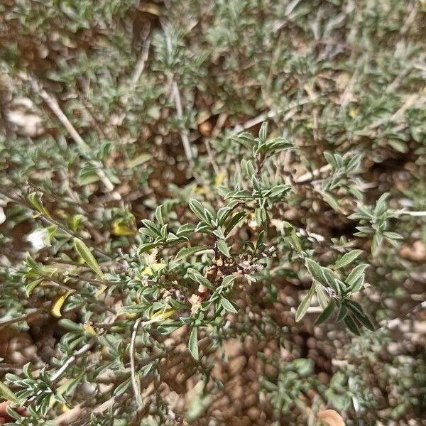 Satureja cuneifolia Fuelha