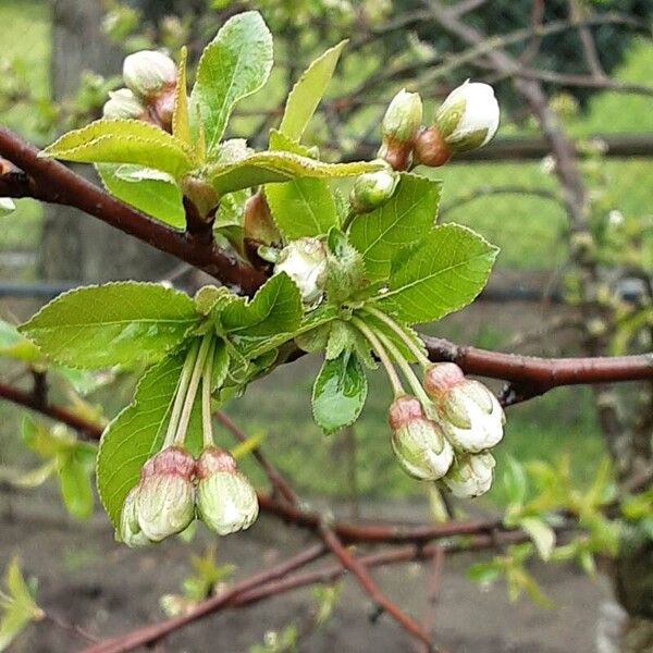 Prunus cerasus Žiedas