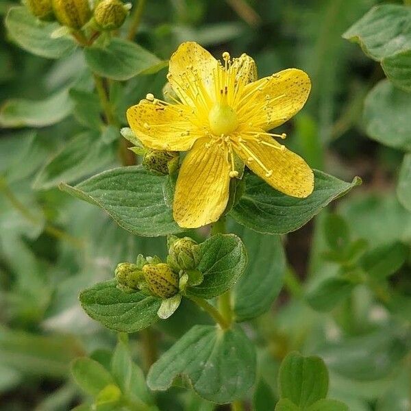 Hypericum maculatum Blodyn