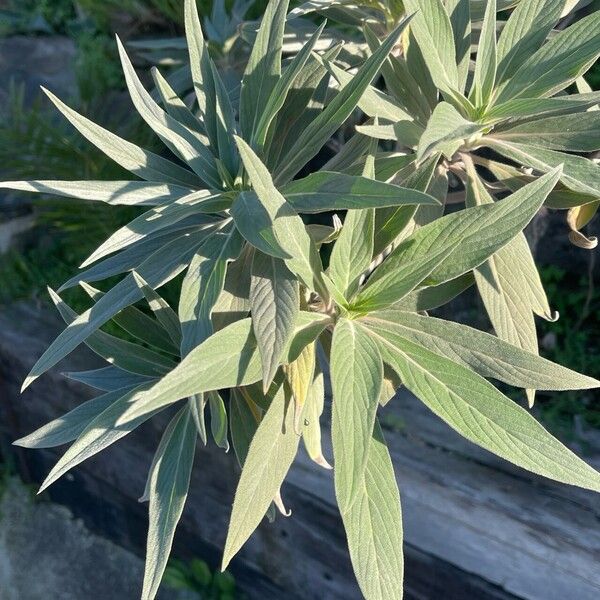 Echium candicans Leaf