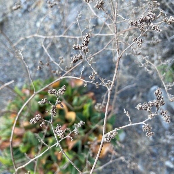 Limonium cossonianum Kukka