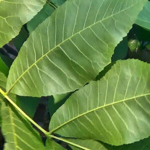 Carya illinoinensis Foglia