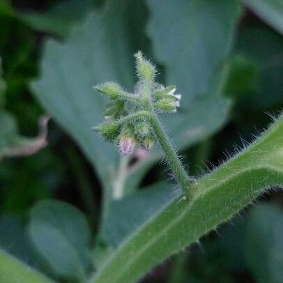 Solanum physalifolium Kwiat