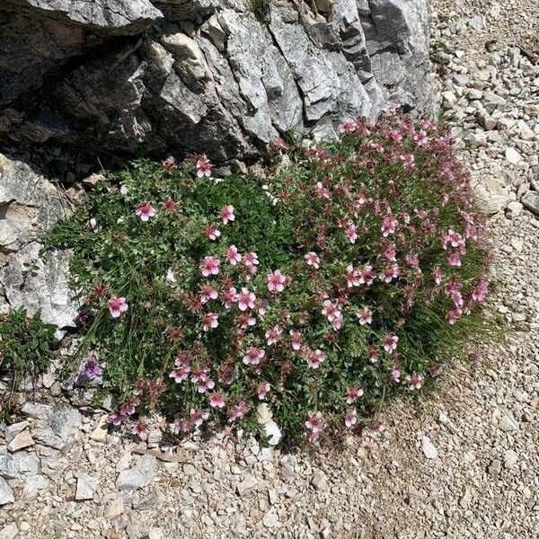 Potentilla nitida Květ