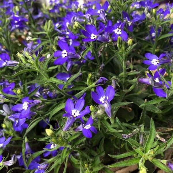 Lobelia erinus Floare