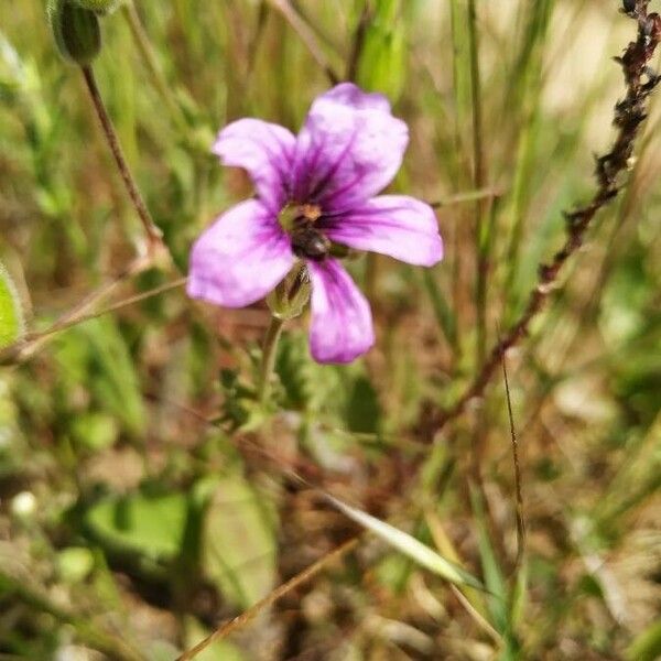 Erodium botrys 花