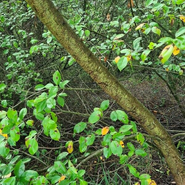 Prunus serotina Kaarna