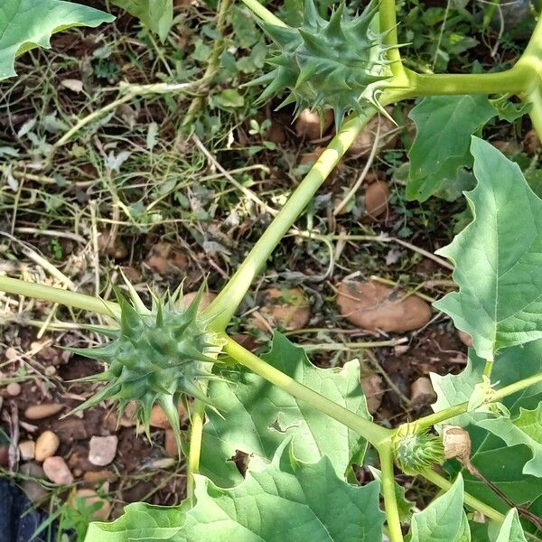 Datura ferox Fruitua