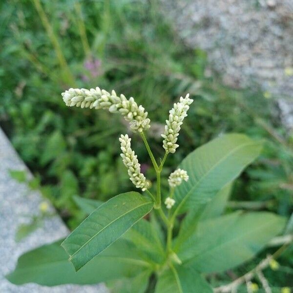 Persicaria lapathifolia 花