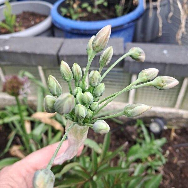 Allium siculum Blomst