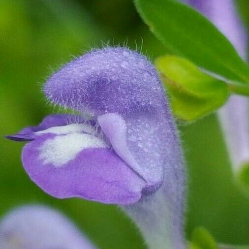 Scutellaria integrifolia Blüte