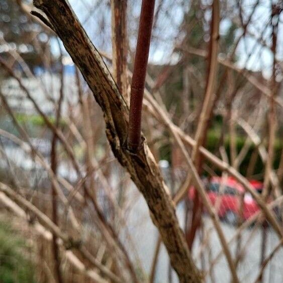 Philadelphus coronarius Bark