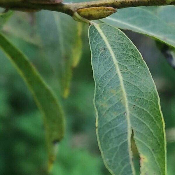 Salix daphnoides Hoja