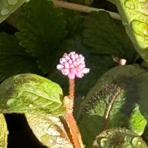 Persicaria amphibia Blomma