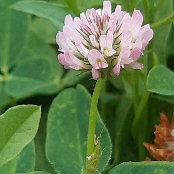Trifolium fragiferum Flower