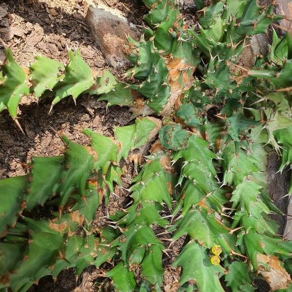 Euphorbia tortirama Folha