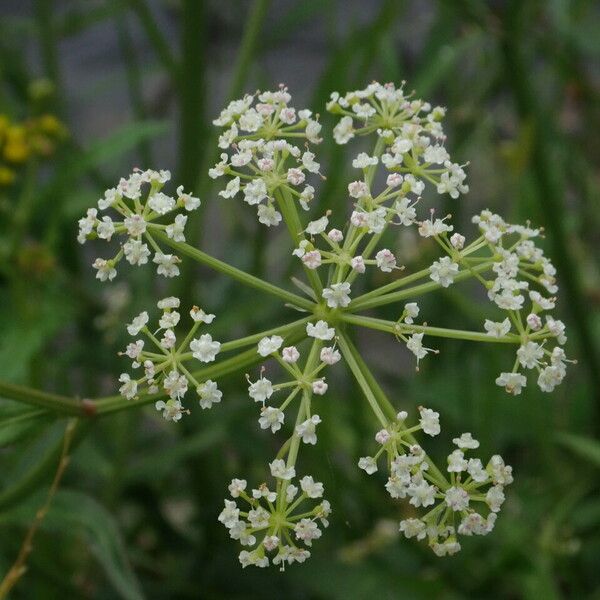 Oenanthe javanica Habitus