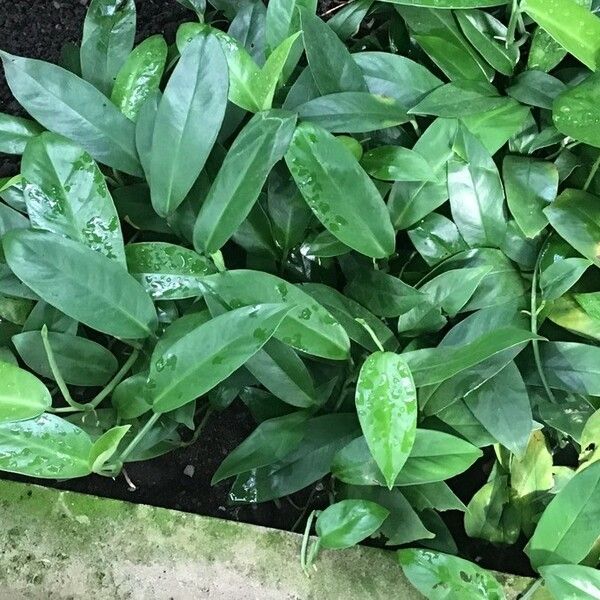 Rhaphidophora spathacea