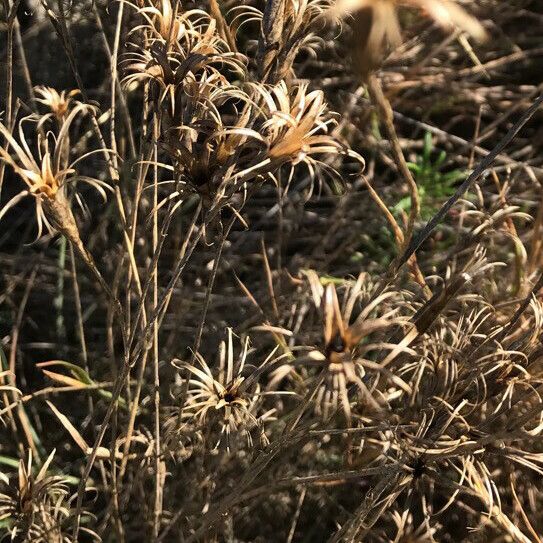 Carthamus lanatus Fruit