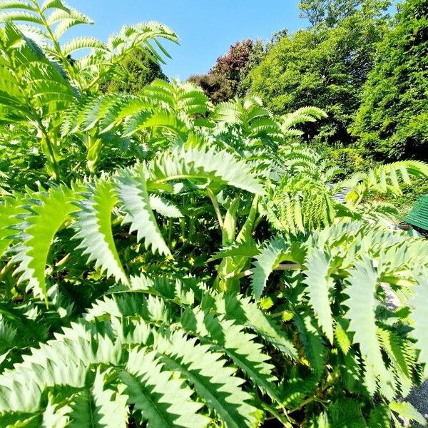 Melianthus major Hostoa