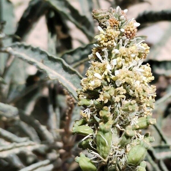 Reseda villosa Flor