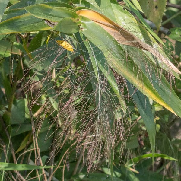 Thysanolaena latifolia Fuelha