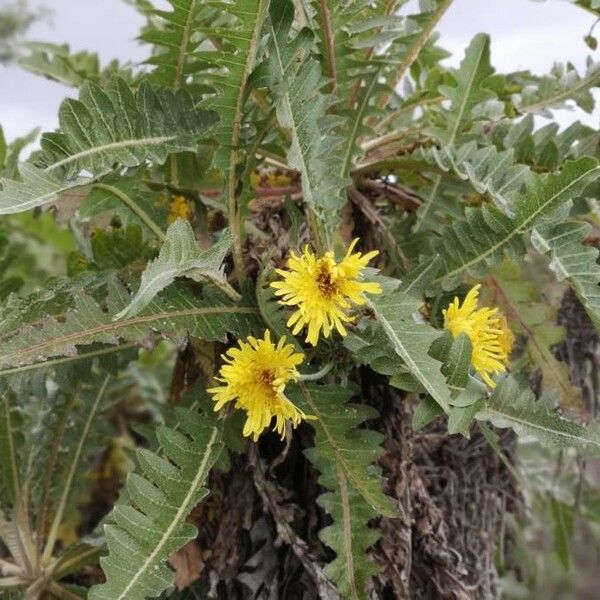 Sonchus hierrensis Žiedas