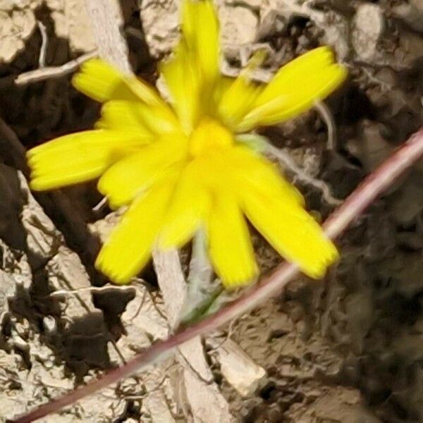 Leontodon saxatilis 花