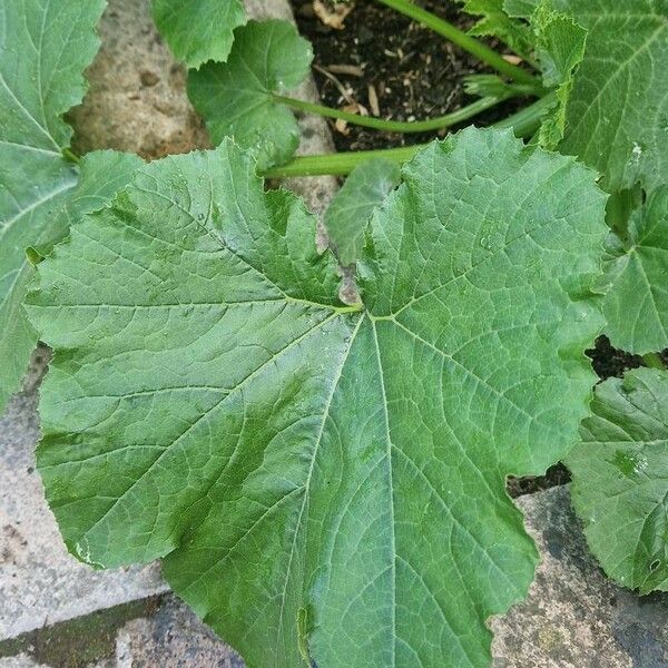 Cucurbita maxima Blad