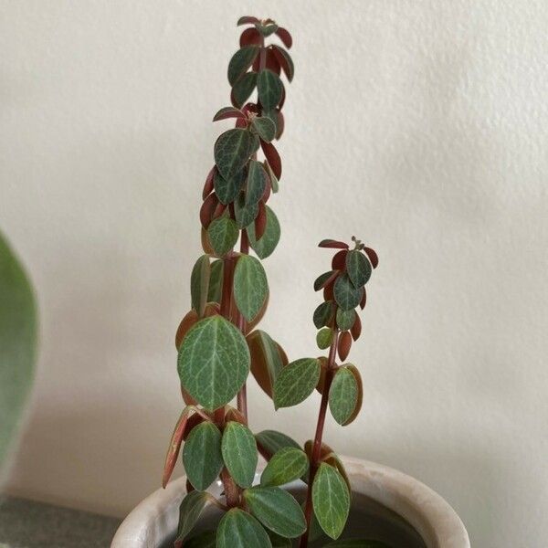 Peperomia verticillata Yaprak