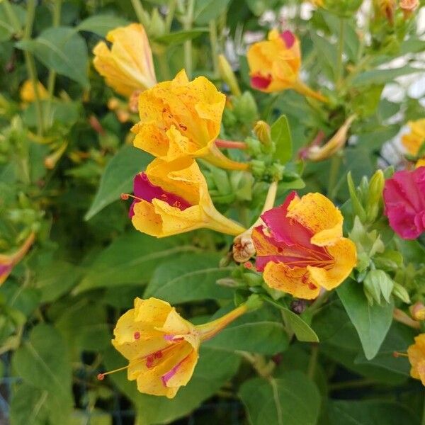 Mirabilis jalapa 花