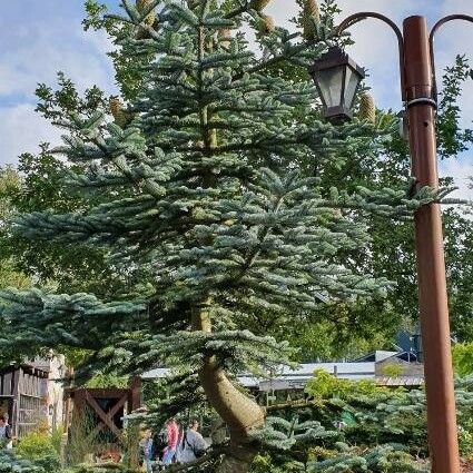 Abies procera Alkat (teljes növény)