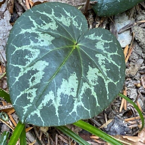 Cyclamen purpurascens Lapas