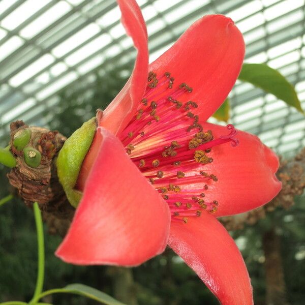 Bombax ceiba Kwiat