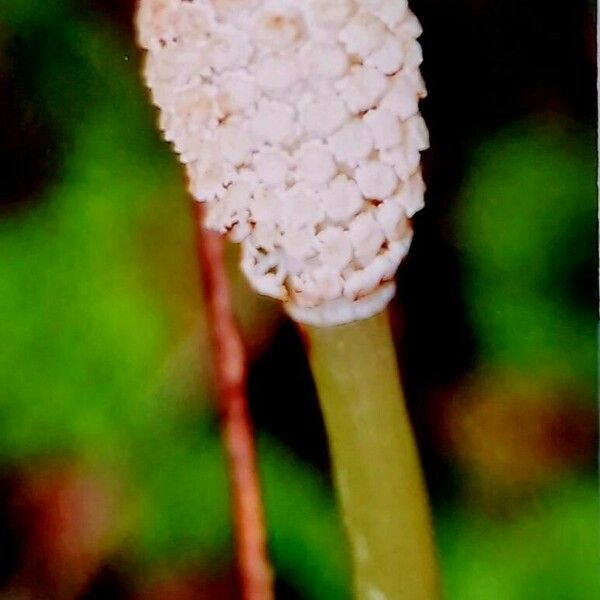 Equisetum arvense Flower