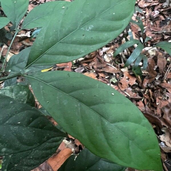 Oxyanthus lewisii 葉