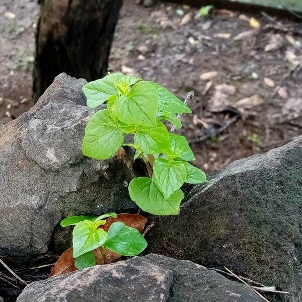 Peperomia pellucida Folha