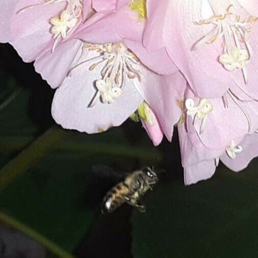 Dombeya burgessiae Flor