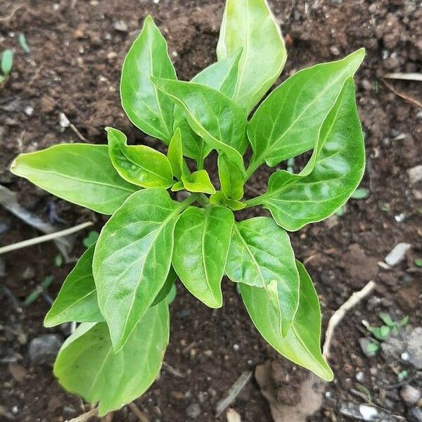 Capsicum annuum Лист