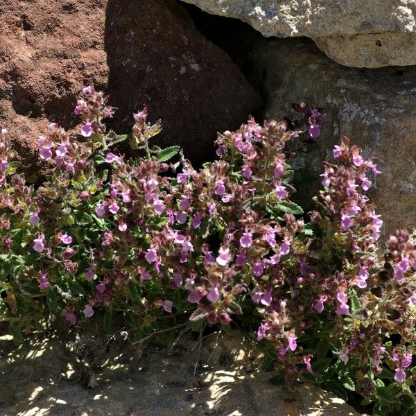 Teucrium chamaedrys Natur