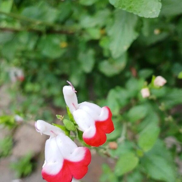 Salvia × jamensis Flors