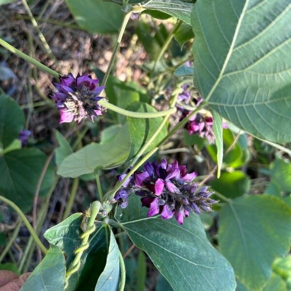 Pueraria montana Floro