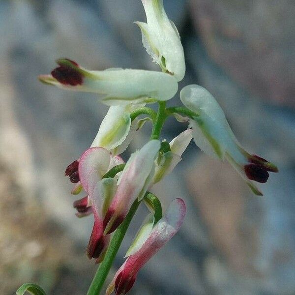 Fumaria capreolata Žiedas