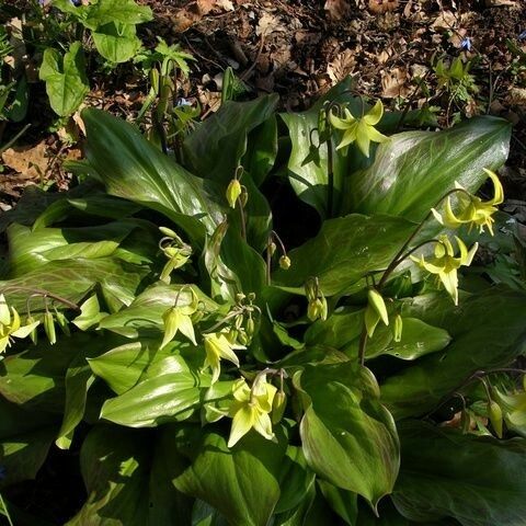 Erythronium revolutum Habitat