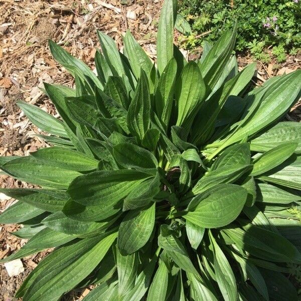 Plantago virginica Deilen