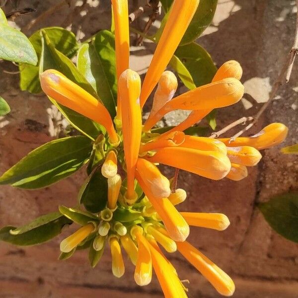 Pyrostegia venusta Flower