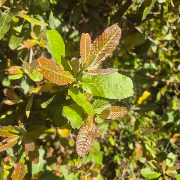 Pappea capensis Hoja