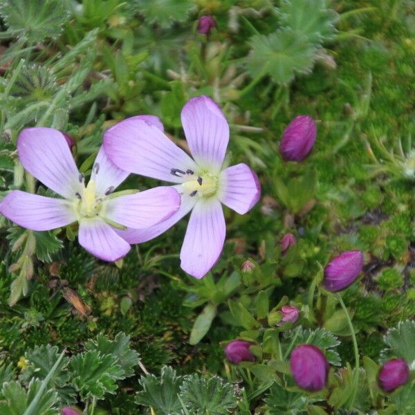 Gentianella cerastioides Flor