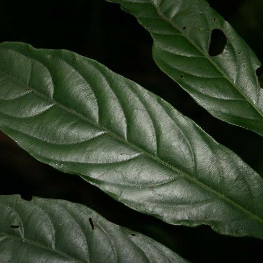 Ryania speciosa Leaf