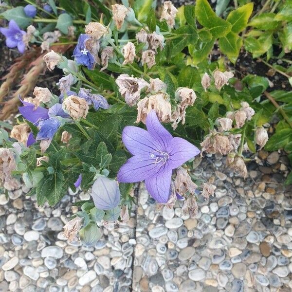 Campanula carpatica Floro